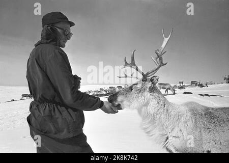 Femunden 19660528. I Sami nella zona di Femund sono inseguiti dalla zona di pascolo. I campioni di renne ritengono che non appartengano alla società, ma a una minoranza discriminata che è sempre in declino. Il Ministero dell'Agricoltura ha inviato una lettera in cui si afferma che il Ministero ha deciso che il pascolo delle renne deve avvenire tra novembre e aprile e che i Sami devono vedere e trovare un altro pascolo estivo. Le renne sono ben curate qui, sono nutrite da un pastore. Foto: Sverre Børretzen corrente / NTB Foto Stock