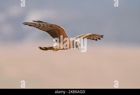 Un primo anno di calendario donna Montagu's Harrier (Circus pygargus) che si agguanta, caccia su un campo in autunno, la Janda, Spagna. Foto Stock