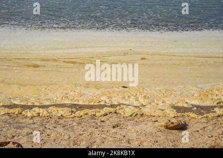Schiuma marina lavata o soffiata su una spiaggia a causa di fuoriuscite di petrolio, inquinamento a Tarifa Beach, Andalusia, Spagna. Foto Stock