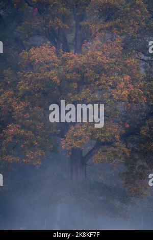 Grande quercia con fogliame colorato coperto di nebbia. Foto di alta qualità Foto Stock