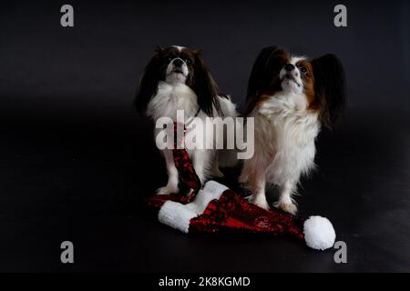 Cani di Natale, papille Foto Stock