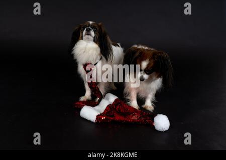 Cani di Natale, papille Foto Stock