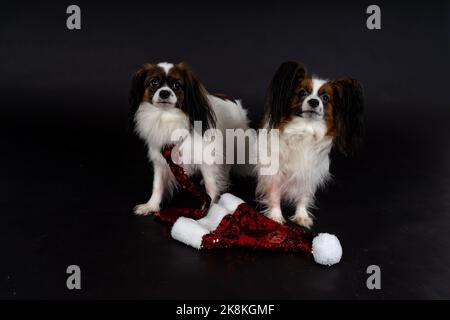 Cani di Natale, papille Foto Stock