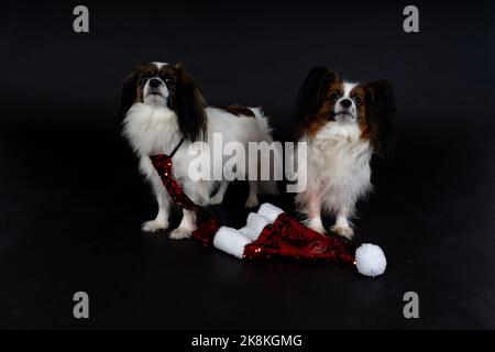 Cani di Natale, papille Foto Stock