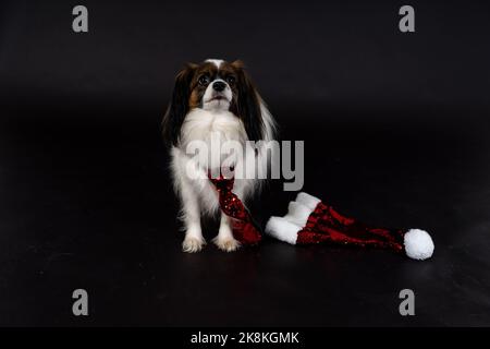 Cani di Natale, papille Foto Stock