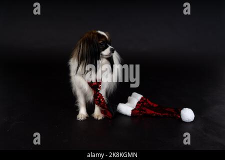 Cani di Natale, papille Foto Stock