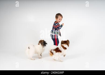 Cani di Natale, papille Foto Stock