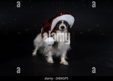 Cani di Natale, papille Foto Stock