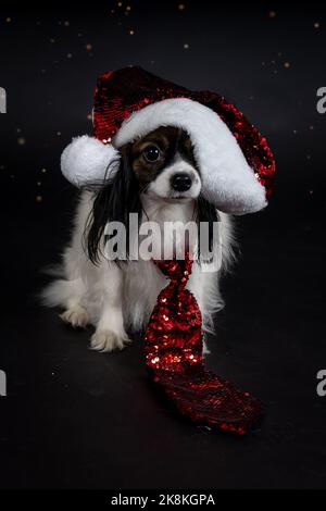 Cani di Natale, papille Foto Stock