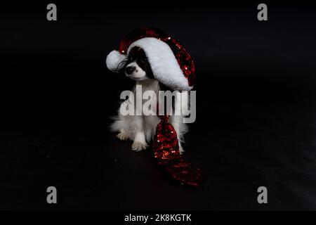 Cani di Natale, papille Foto Stock