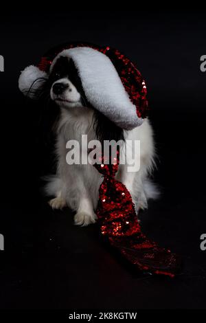 Cani di Natale, papille Foto Stock