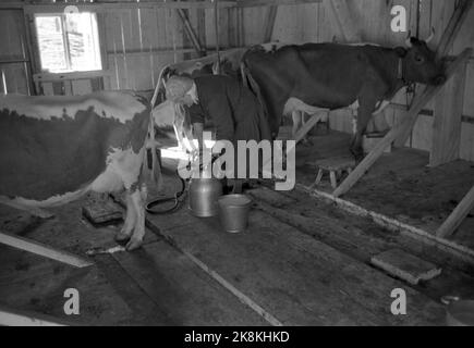 Anguilla in Hallingdal 196508 l'uomo viene con il percorso di mungitura il percorso di mungitura è gestito da Seilers Olsen. Seilers hanno l'esperienza dell'anno nel servizio della fornitura di latte e hanno la piena fiducia del bude. Oltre al latte, vengono trasportate merci, lettere e persone. Qui da un fienile dove le mucche sono mungite da Budeie Turid Lappeggard. Secchio del latte. Foto: Aage Storløkken / corrente / NTB Foto Stock