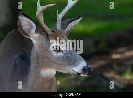 Un giovane vestito di capriolo dalla coda bianca che cammina attraverso il prato durante la solca autunnale in Canada Foto Stock