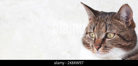 Banner con gatto domestico shorthair marrone di fronte a sfondo bianco. Animale domestico. Foto Stock