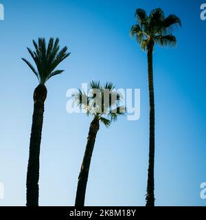 Uno scatto verticale di tre palme alte contro un cielo blu chiaro - adatto per uno sfondo Foto Stock