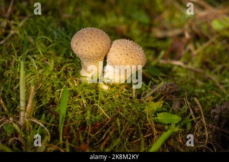 Fungo della foresta. Fungo comune di puffball - Lycoperdon perlatum - che cresce in muschio verde nella foresta autunnale Foto Stock