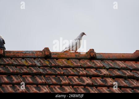 Un primo piano di un piccione Homing in piedi sul tetto sporco Foto Stock