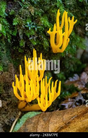 Funghi stagshorn gialli (Calocera viscosa) che crescono su un ceppo di alberi in boschi durante l'autunno o ottobre, Inghilterra, Regno Unito Foto Stock