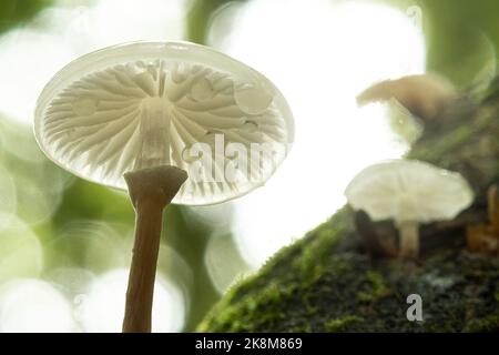 Fungo di porcellana (Oudemansiella mucida), che cresce sul tronco di un faggio durante ottobre o autunno, Inghilterra, Regno Unito. Vista del lato inferiore e delle branchie. Foto Stock