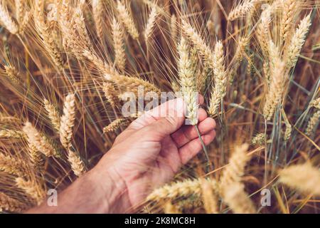 Lavoratore agricolo che esamina spighe di maturazione di grano in campo coltivato, primo piano di maschi a contatto con la mano, fuoco selettivo Foto Stock