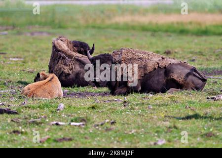 Bisonte adulto con bisonte bambino che riposa nel campo nel loro ambiente e habitat circostante. Foto di Buffalo. Foto Stock