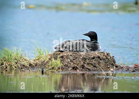 Loon comune nidificare e proteggere il nido presso la riva del lago nel suo ambiente e habitat con uno sfondo sfocato. Immagine di Loon Nest. Loon sul lago. Loon Foto Stock