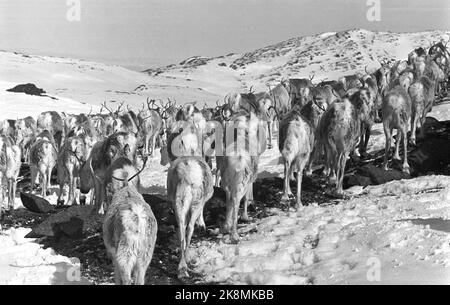 Femunden 19660528. I Sami nella zona di Femund sono inseguiti dalla zona di pascolo. I campioni di renne ritengono che non appartengano alla società, ma a una minoranza discriminata che è sempre in declino. Il Ministero dell'Agricoltura ha inviato una lettera in cui si afferma che il Ministero ha deciso che il pascolo delle renne deve avvenire tra novembre e aprile e che i Sami devono vedere e trovare un altro pascolo estivo. Foto: Sverre Børretzen corrente / NTB Foto Stock