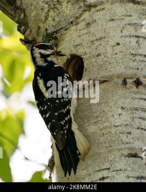 Woodpecker guardando nella sua cavità nido d'uccello ingresso nel tronco d'albero nel suo ambiente e habitat con cibo insetto. Immagine. Immagine. Verticale. Foto. Foto Stock