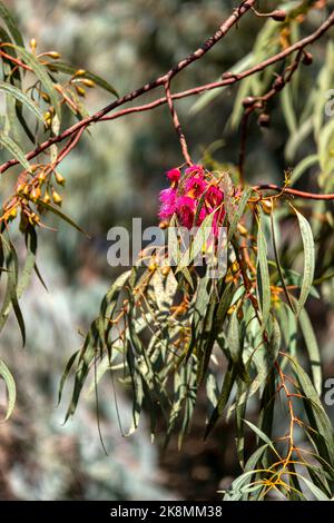 Gemme e fiori rosa di un albero fiorito di eucalipto leucoxylon megalocarpa primo piano. Foto Stock