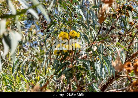 Gemme e fiori gialli di un albero fiorito Eucalyptus Erythrocorys primo piano. Foto Stock