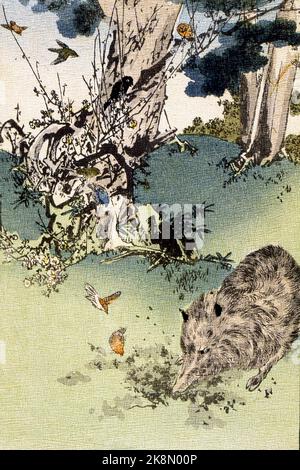 'Fables choisies de Florian, série 1' (favole selezionate da Florian), scritto dal fabulista francese Jean-Pierre Claris de Florian. Illustrazioni di Kano Tamonobu, Kajita Hanko e Kubota Tosui. Poema 'il cinghiale e gli nightingales', pagina 18 Libro pubblicato nel 1895 Foto Stock