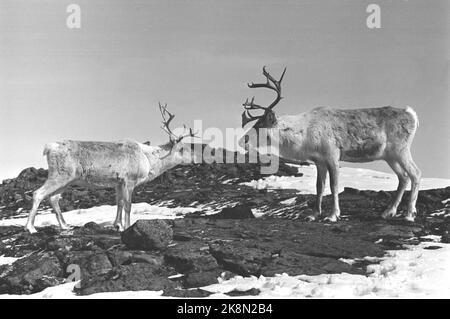 Femunden 19660528. I Sami nella zona di Femund sono inseguiti dalla zona di pascolo. I campioni di renne ritengono che non appartengano alla società, ma a una minoranza discriminata che è sempre in declino. Il Ministero dell'Agricoltura ha inviato una lettera in cui si afferma che il Ministero ha deciso che il pascolo delle renne deve avvenire tra novembre e aprile e che i Sami devono vedere e trovare un altro pascolo estivo. Foto: Sverre Børretzen corrente / NTB Foto Stock