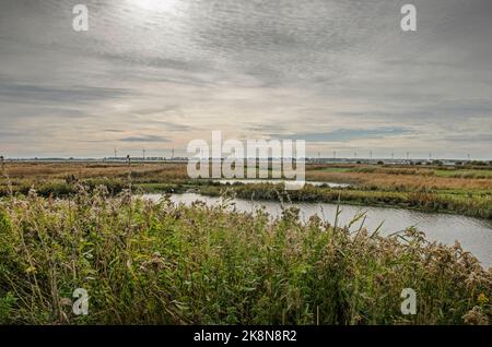 Vista attraverso i campi di canne e altra vegetazione nel paesaggio aperto della riserva naturale Korendijkse Slikken Foto Stock