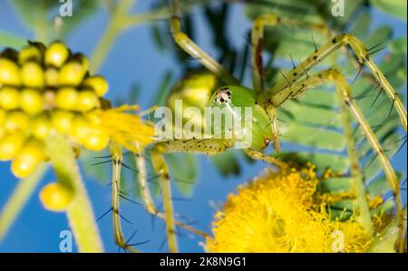 Ragno di Lynx verde con una larwa seduta su un albero verde con sfondo sfocato, fuoco selettivo. Immagine macro di un ragno di lince verde con la sua preda. Foto Stock