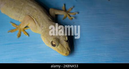 Immagine ravvicinata della lucertola gecko seduta su una parete blu cielo guardando la telecamera con messa a fuoco selettiva. Foto Stock