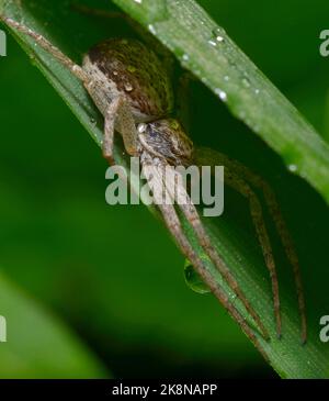 nursery web ragno seduto su una lama di erba Foto Stock