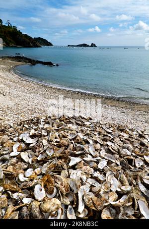 Cancale Bretagna Francia. Gusci di ostriche sulla spiaggia Foto Stock