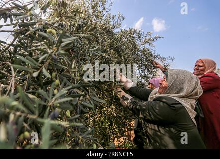 Gaza, Palestina. 23rd Ott 2022. Donne palestinesi che raccolgono olive durante la loro partecipazione a una celebrazione della stagione della raccolta delle olive in una fattoria a Deir al-Balah nella striscia centrale di Gaza. Credit: SOPA Images Limited/Alamy Live News Foto Stock