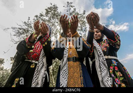 Gaza, Palestina. 23rd Ott 2022. Le ragazze palestinesi che indossano abiti tradizionali palestinesi partecipano alla stagione della raccolta delle olive in una fattoria a Deir al-Balah nella striscia centrale di Gaza. Credit: SOPA Images Limited/Alamy Live News Foto Stock