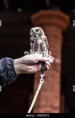 Wingmasters: La dimostrazione del mondo delle gufi Foto Stock