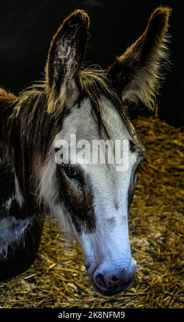 Un primo piano verticale di un adorabile mulo, asino bambino catturato pascolo in un fienile Foto Stock