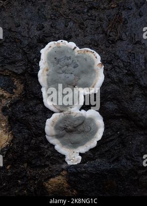 Kretzschmaria deusta aka fragile fungo di cenere su legno morto. Macro Regno Unito, primo piano. Foto Stock