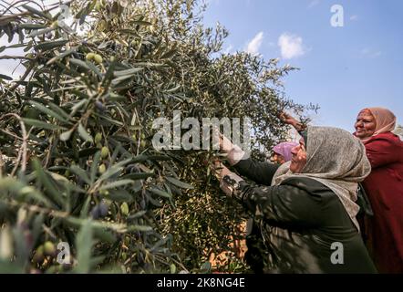 Gaza, Palestina. 23rd Ott 2022. Donne palestinesi che raccolgono olive durante la loro partecipazione a una celebrazione della stagione della raccolta delle olive in una fattoria a Deir al-Balah nella striscia centrale di Gaza. (Foto di Yousef Masoud/SOPA Images/Sipa USA) Credit: Sipa USA/Alamy Live News Foto Stock
