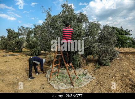 Gaza, Palestina. 23rd Ott 2022. Uomini palestinesi che raccolgono olive durante la loro partecipazione a una celebrazione della stagione della raccolta delle olive in una fattoria a Deir al-Balah nella striscia centrale di Gaza (Foto di Yousef Masoud/SOPA Images/Sipa USA) Credit: Sipa USA/Alamy Live News Foto Stock