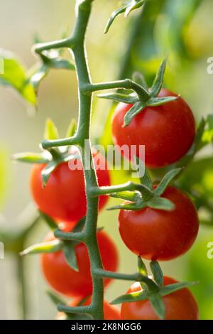 Maturi appetitosi pomodori ciliegini appesi dal ramoscello verde a tempo di maturazione della frutta in serra o fattoria Foto Stock