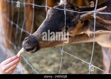 Una bambina nutre un cervo nello zoo. Foto Stock