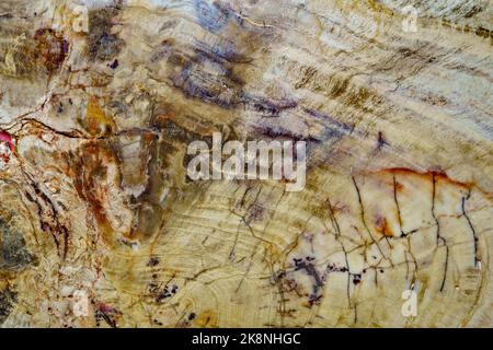 Primo piano di fossile pietrificato in una lastra di pietra Foto Stock