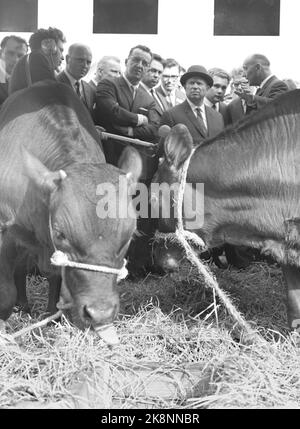 Funen, Danimarca 19640627. Leader sovietico Nikita Khrushchev in visita ufficiale in Danimarca. Khrushchev (t.H.) con un cappello era molto interessato alle fattorie di Funen. I problemi agricoli sono stati uno dei temi principali dei colloqui con il primo ministro Krag. I vitelli danesi di Bellahøj hanno fatto la visita a Selebre con grande tranquillità. Foto: Corrente / NTB Foto Stock