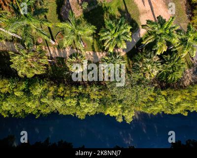 Ripresa aerea verso il basso di un percorso tropicale di palme lungo il fiume nei giardini botanici di Cairns Foto Stock