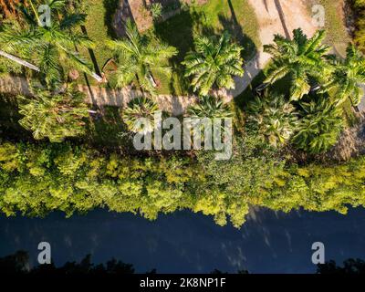 Ripresa aerea verso il basso di un percorso tropicale di palme lungo il fiume nei giardini botanici di Cairns Foto Stock